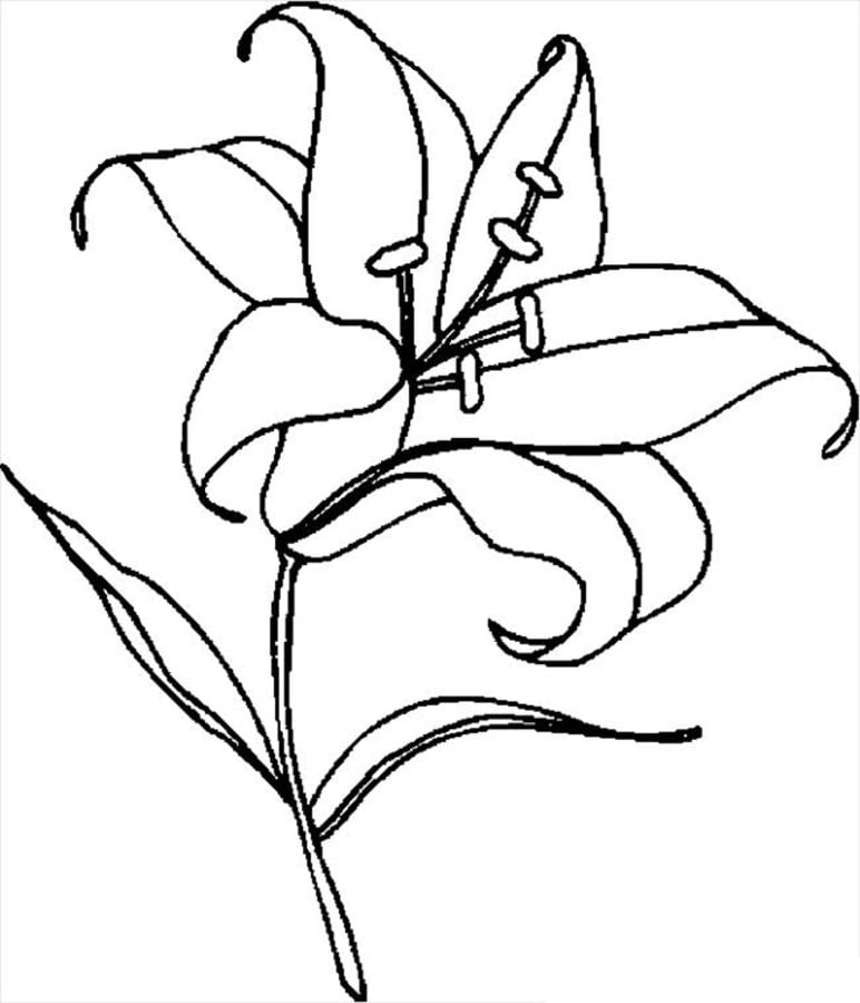 Coloring pages: Lilies