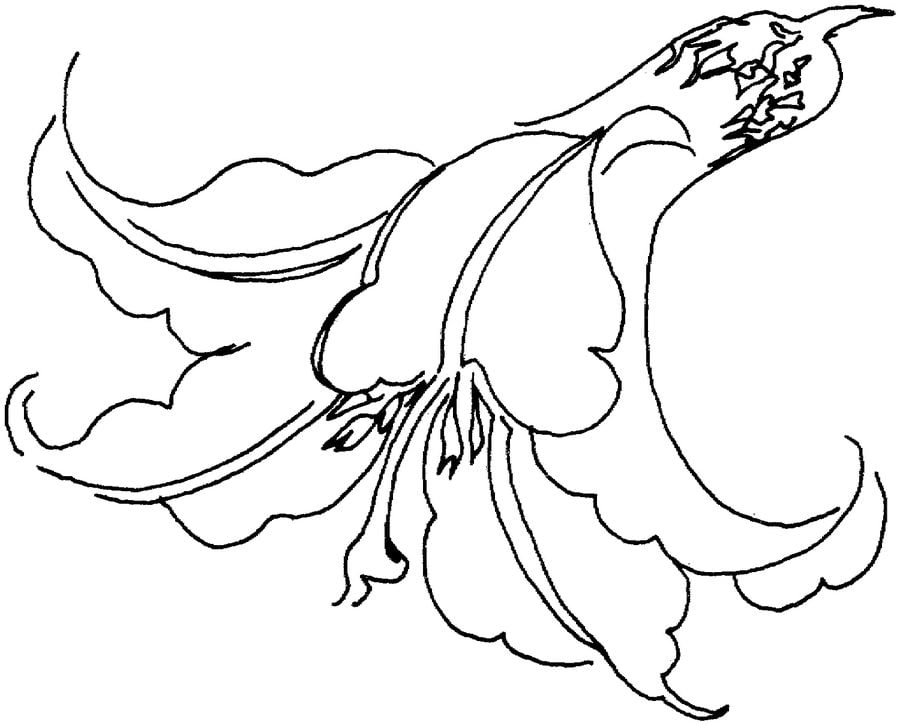 Coloring pages: Lilies