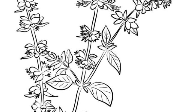 Coloring pages: Basil