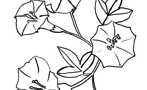 Coloring pages: American bellflower