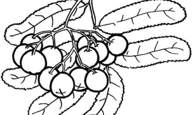 Coloring pages: Berries