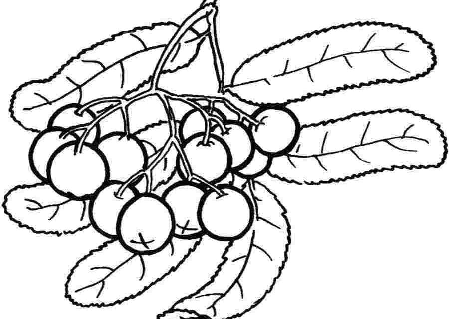 Coloring pages: Berries