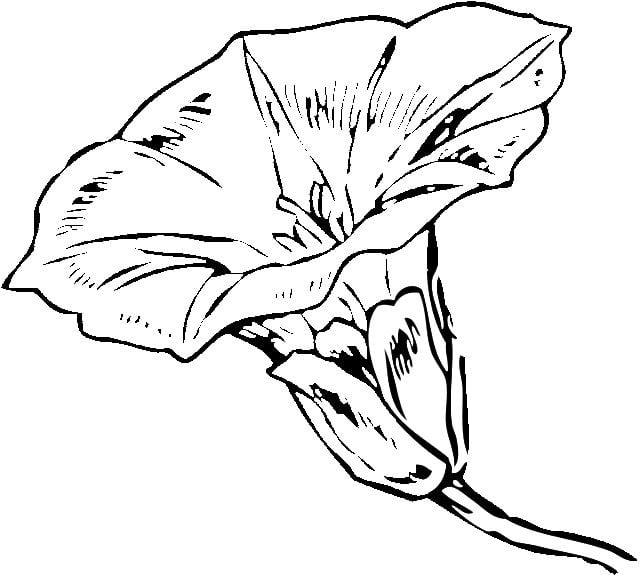 Coloring pages: Bindweed, printable for kids & adults, free to download