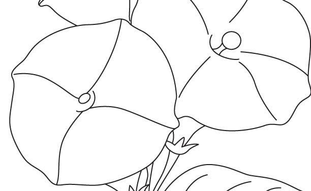 Coloring pages: Bindweed