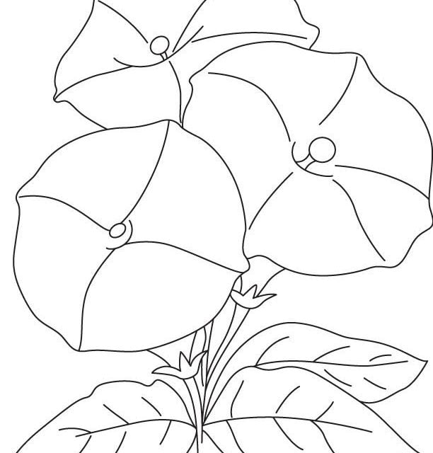 Dibujos para colorear: Convolvulaceae