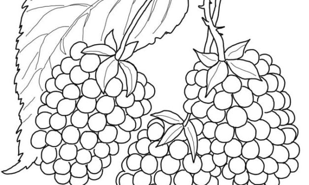 Coloring pages: Blackberries