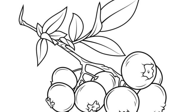 Coloring pages: Blueberry