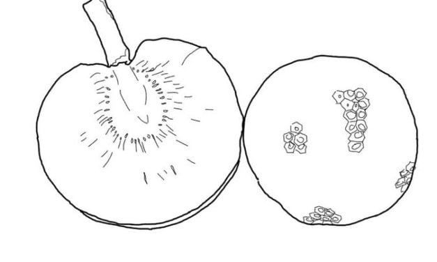 Coloring pages: Breadfruit