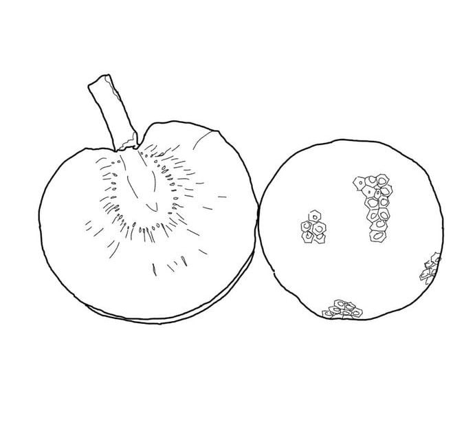 Coloring pages: Breadfruit