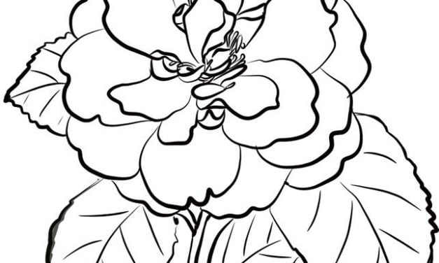 Coloring pages: Camellia