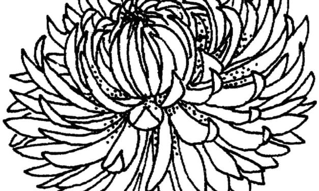 Coloring pages: Chrysanthemum