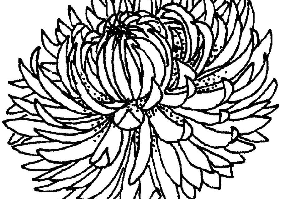 Disegni da colorare: Crisantemo