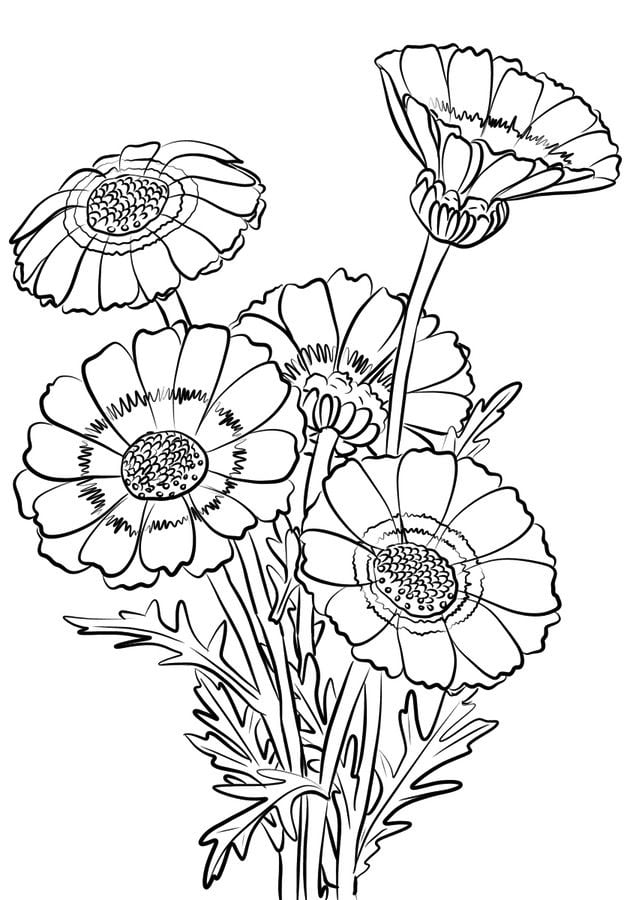 Coloring pages: Coloring pages: Chrysanthemum, printable for kids