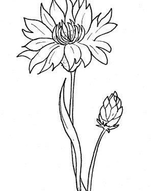 Coloring pages: Cornflower