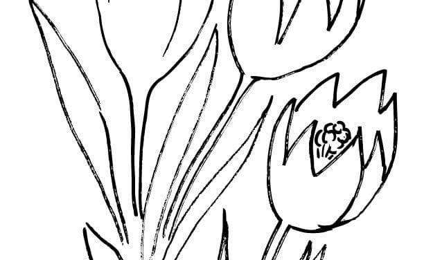 Coloring pages: Crocus