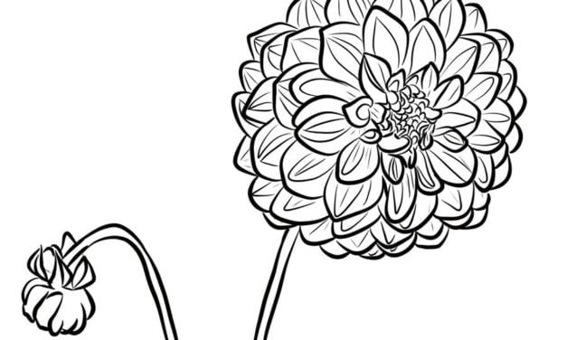 Coloring pages: Dahlia