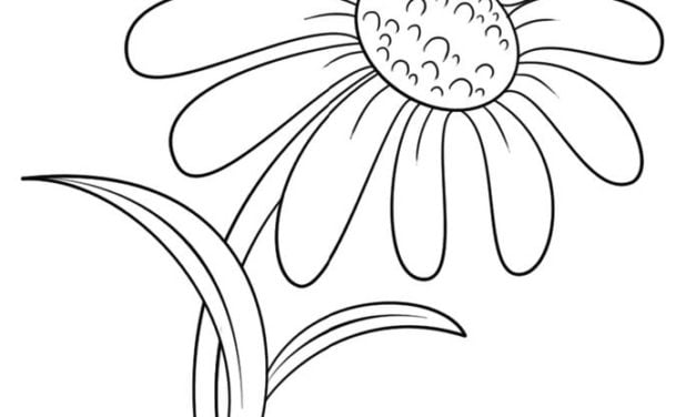 Coloring pages: Daisy