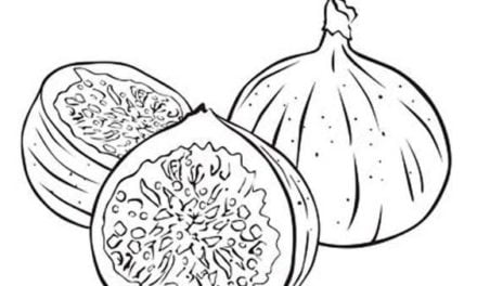 Coloring pages: Figs