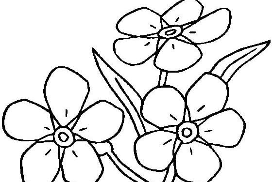 Coloring pages: Forget-me-not