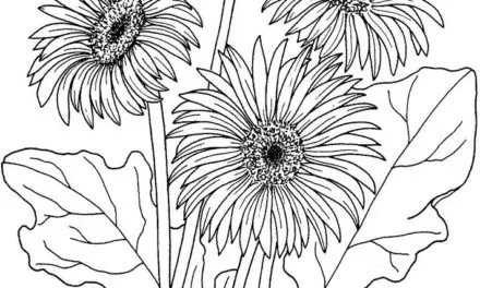 Ausmalbilder: Gerbera