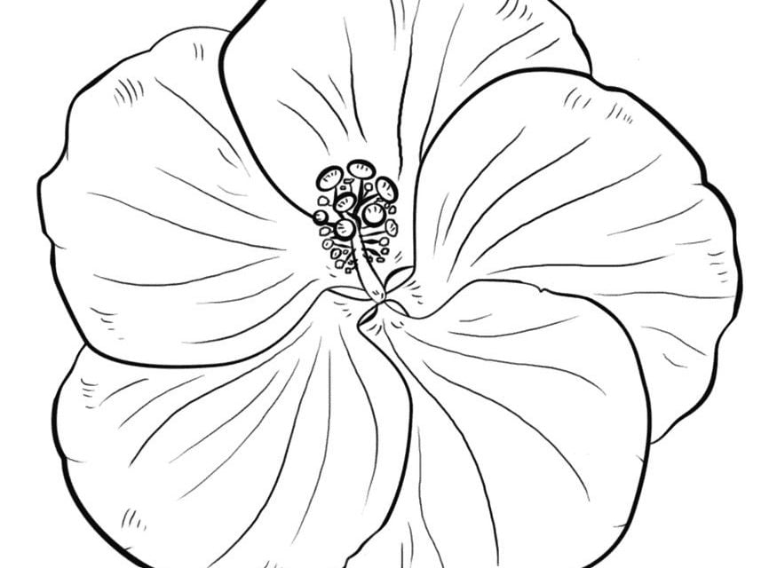 Coloring pages: Hibiscus, printable for kids & adults, free to download