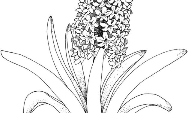 Dibujos para colorear: Hyacinthus