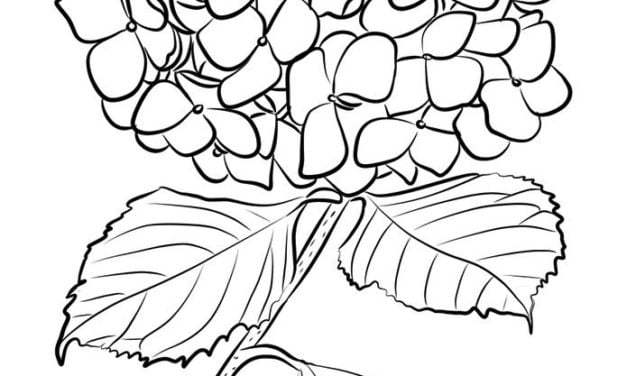 Coloriages: Hydrangea