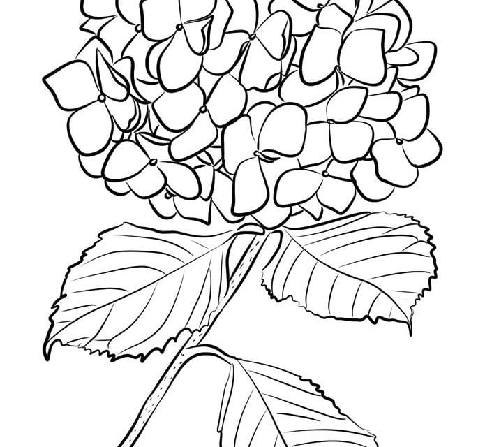 Coloring pages: Hydrangea