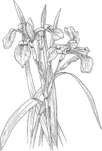 Coloring pages: Iris, printable for kids &amp; adults, free to download