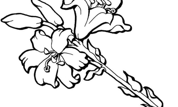 Ausmalbilder: Schwertlilien