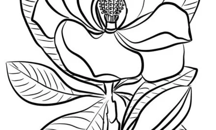 Coloring pages: Magnolia