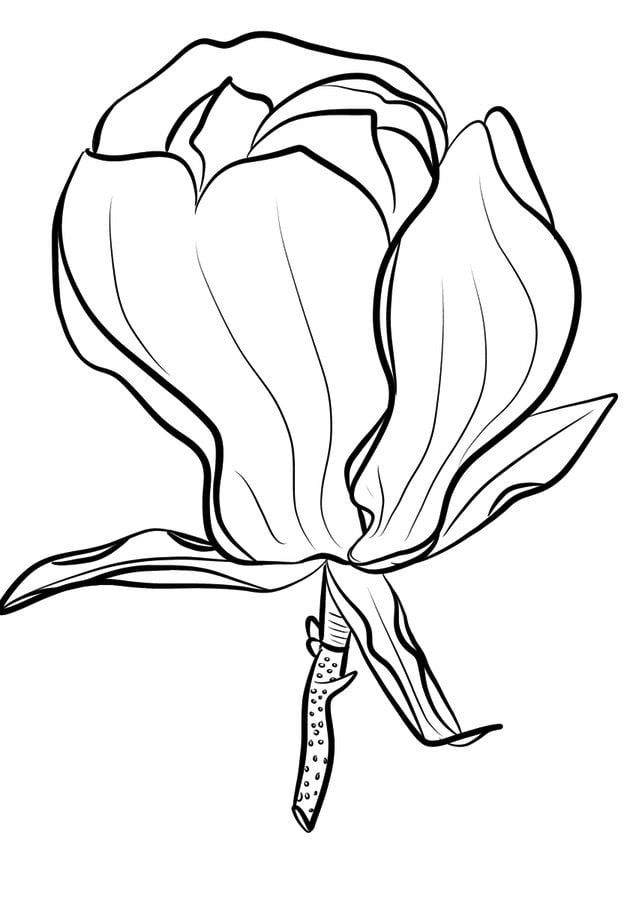 Coloring pages: Magnolia, printable for kids & adults, free to download