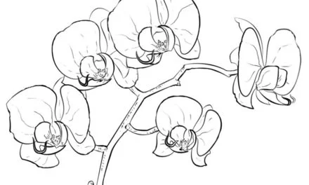 Ausmalbilder: Orchidee