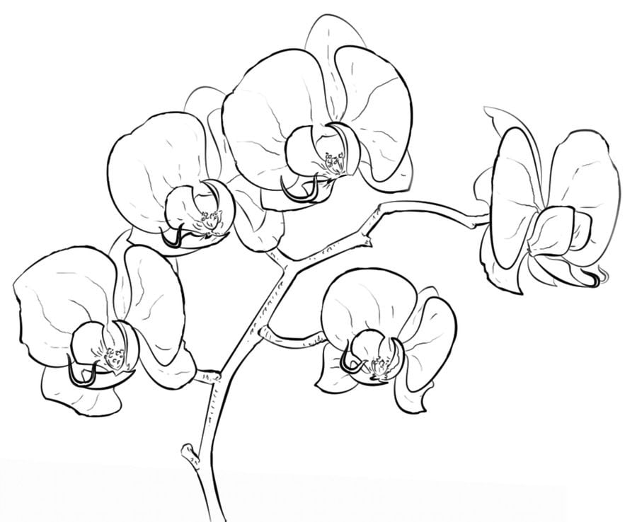 Dibujos para colorear: Orquídea imprimible, gratis, para los niños y los  adultos