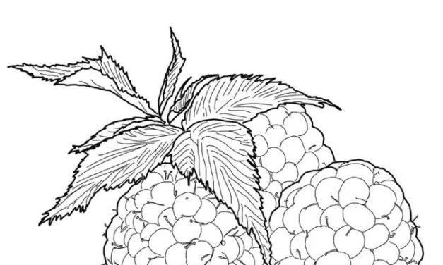 Coloriages: Framboise