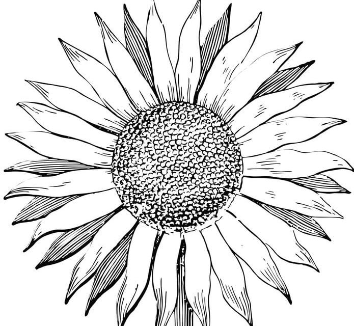 Ausmalbilder: Sonnenblumen