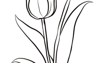Coloring pages: Tulip