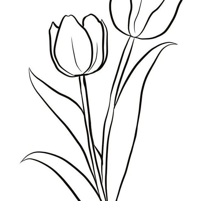 Coloriages: Tulipa