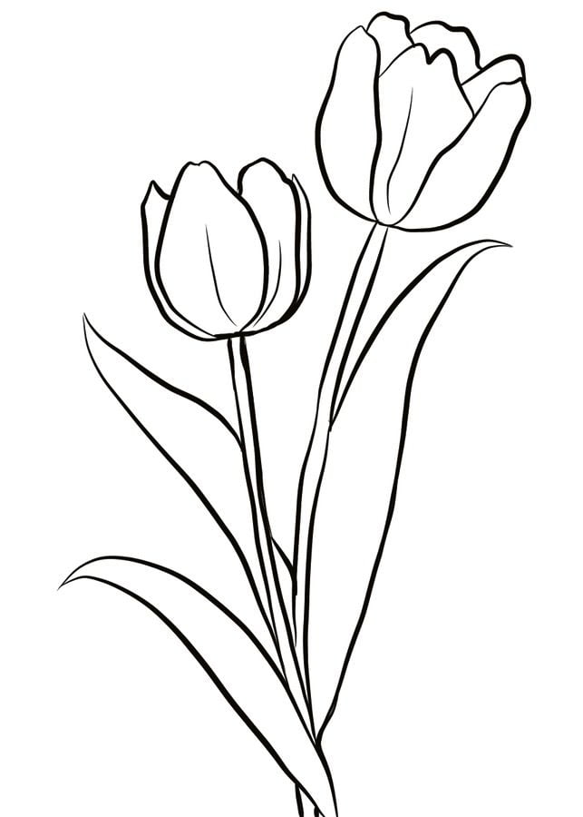 Ausmalbilder: Tulpen zum ausdrucken, kostenlos, für Kinder und Erwachsene