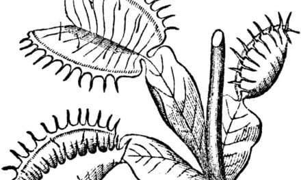 Coloring pages: Venus flytrap