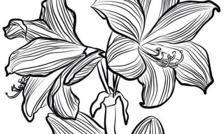 Coloring pages: Amaryllis