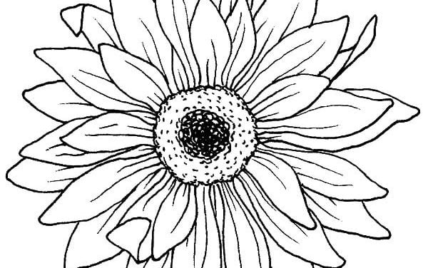 Coloring pages: Aster