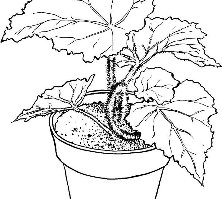 Coloring pages: Begonia