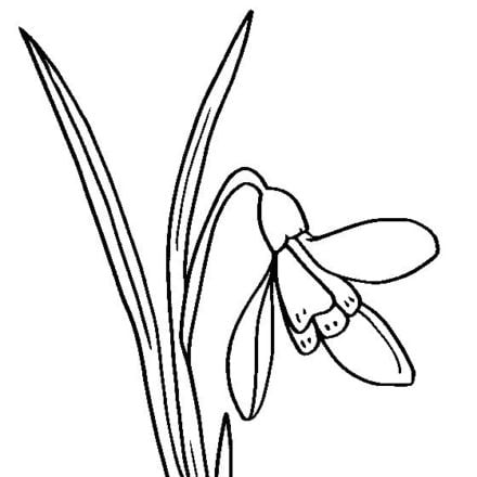 ausmalbilder schneeglöckchen