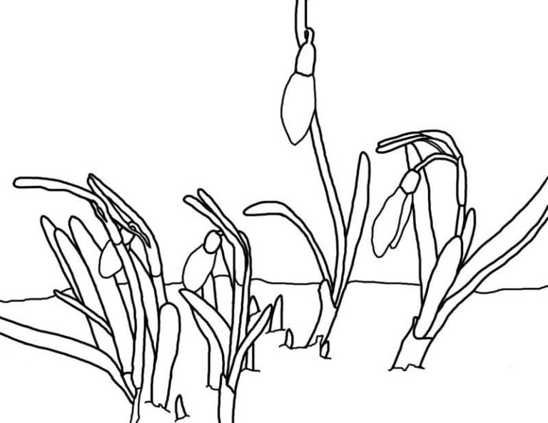 Frühlingserwachen auf Papier: Ausmalbilder Schneeglöckchen – Kostenlose Freude für Groß und Klein!