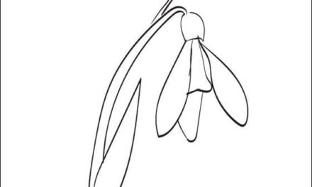 Coloring pages: Snowdrop
