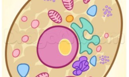 Tutorial de dibujo: Bacteria