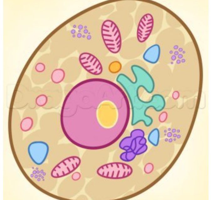 Zeichnen Tutorial: Bakterien