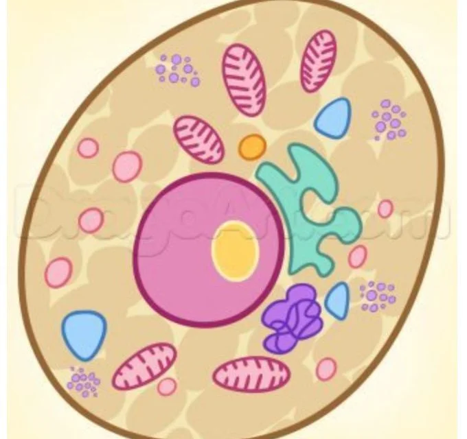 Tutorial de dibujo: Bacteria