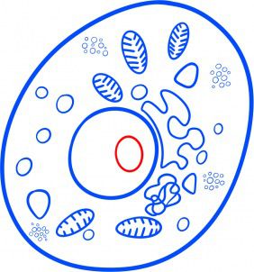 Zeichnen Tutorial: Bakterien